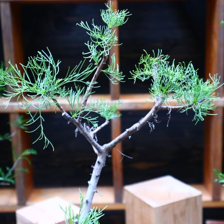 コミフォラ  クラウセリアナ／Commiphora  kraeuseliana   no.62650