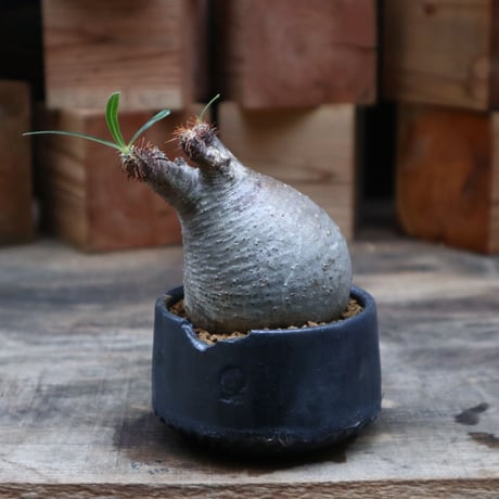 パキポディウム  グラキリス／Pachypodium  gracilius   no.91867