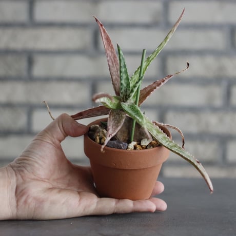 Euphorbia flanaganii  × YAMABACHI (3号) no.607/27