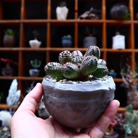 ユーフォルビア  オベサ hyb. ／Euphorbia obesa  hyb.    no.51648