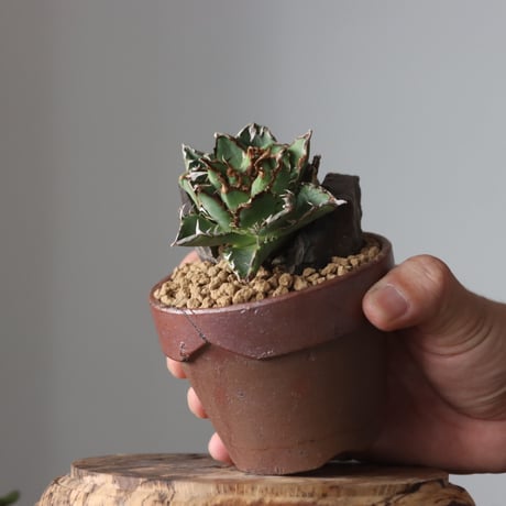 Agave titanota filigree Devil / STYLE OF CHIKA × YAMABACHI var. 六本芽 no.61621