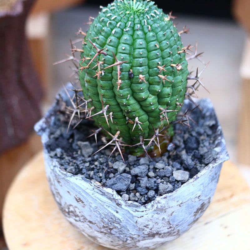 ユーフォルビア　群星冠　子株付き ユーフォルビア 群星冠／Euphorbia stellispina no.103140 |