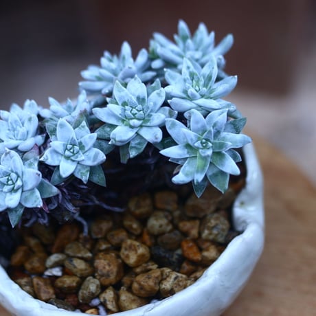 ダドレア グリーニー Dudleya greenei  no.31407