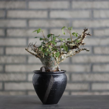 Commiphora kataf ver.turkanensis  × N/OH (3.5号)  no.706-23