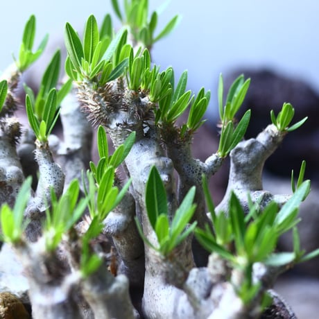 パキポディウム ブレビカリックス     Pachypodium densiflorum var. brevicalyx    no.53105