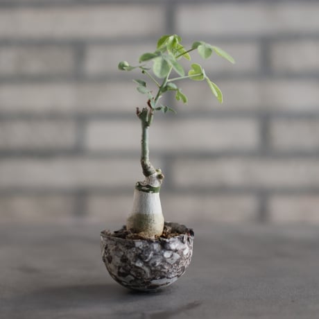 Adenia glauca × takero pot (2号)  no.823-25