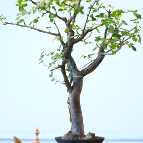 Bursera fagaroides × たけろうポット   no.90335