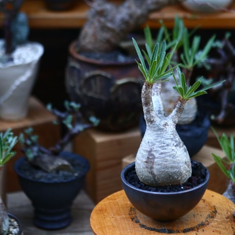 パキポディウム  グラキリス／Pachypodium  gracilius       no.92647