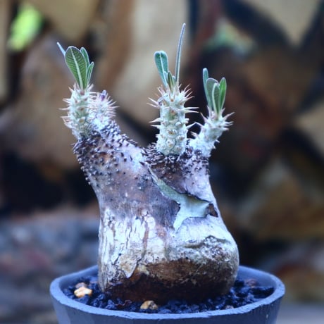 パキポディウム  グラキリス／Pachypodium  gracilius    no.50921