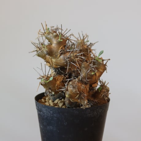 Othonna euphorbioides   no.921-9