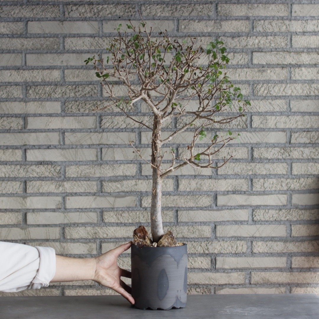 Bursera fagaroides × N/OH (5号) no.510/1 | 芽の巣山