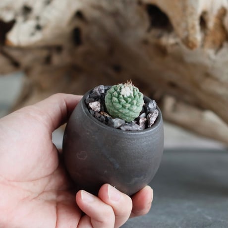 Strombocactus disciformis  × Kazuhiro Arima (2号)  no.629-29
