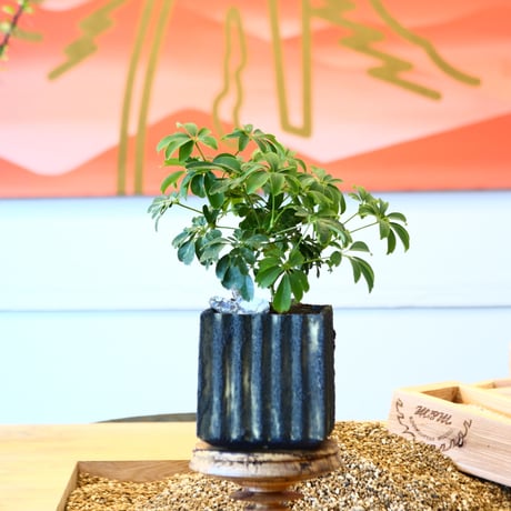 シェフレラ / Schefflera arboricola   no.80617