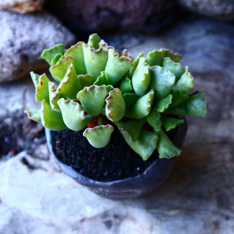 アドロミクス  ポエルニツィアヌス   神想曲  Adromischus poellnitzianus  no.32222