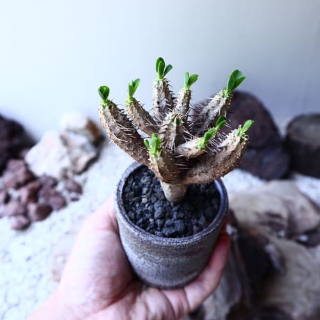 ユーフォルビア   ギラウミニアナ  Euphorbia guillauminiana  no.61624