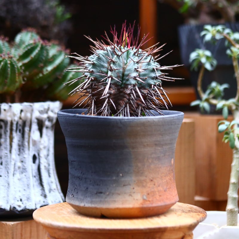 ユーフォルビア ホリダ (赤棘タイプ)／Euphorbia horrida no.