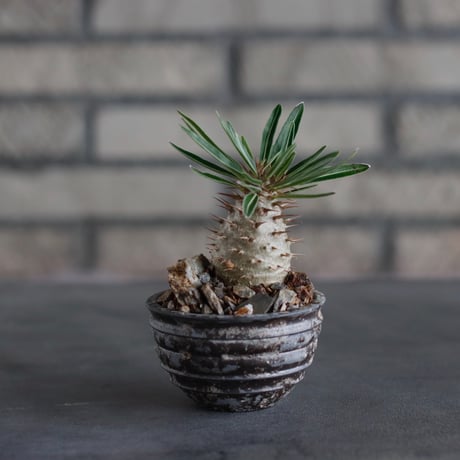Pachypodium gracilius × takero pot (2.5号)  no.817-10