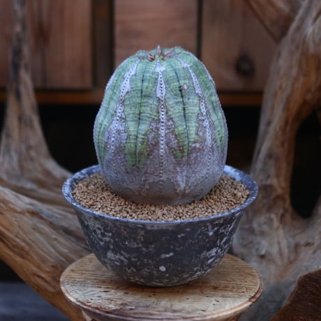 ユーフォルビア  オベサ/ Euphorbia obesa/ 発根済み      no.21926