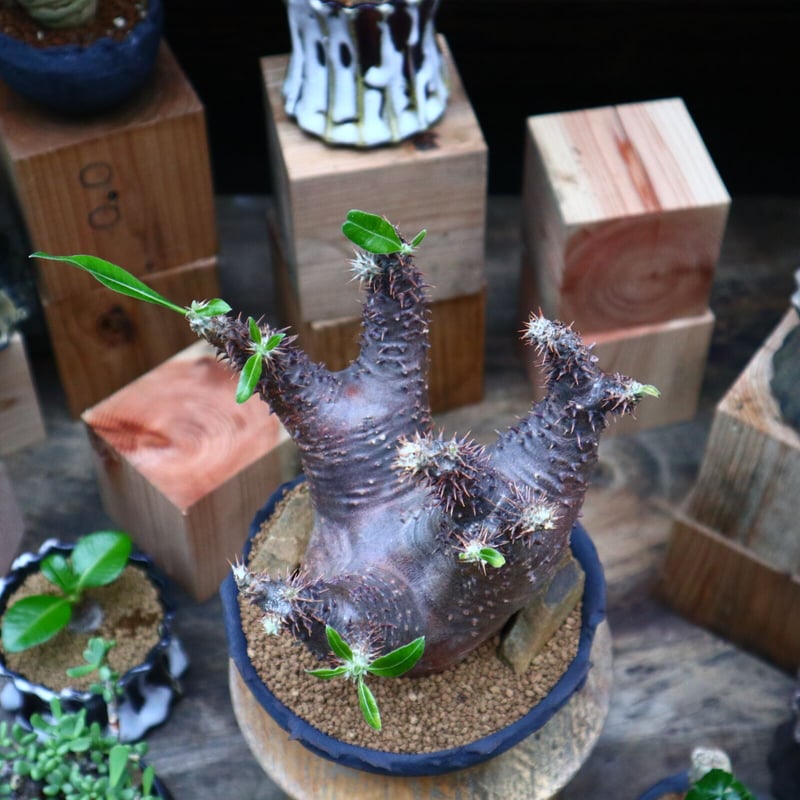 パキポディウム マカイエンセ／Pachypodium Makayense no.