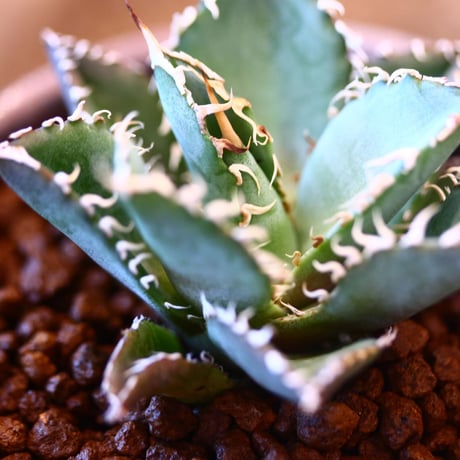 YAMABACHI ver. takero pot × Agave titanota "Filigree crested  no.102246