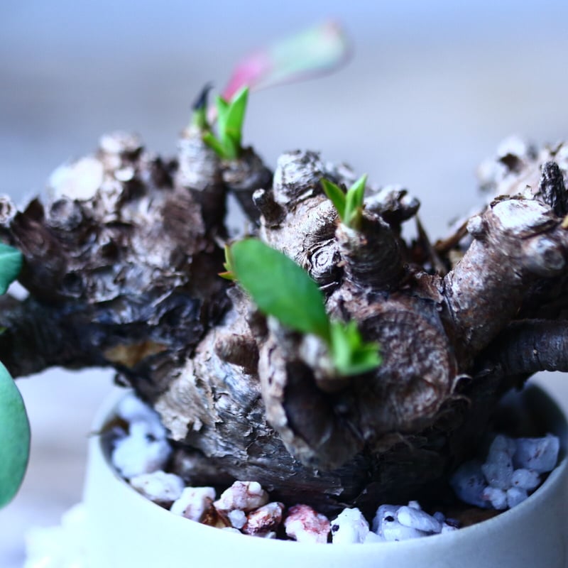 ユーフォルビア イトレメンシス Euphorbia itremensi no.1