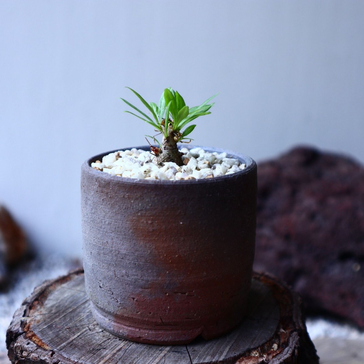 フォークイエリア プルプシー 挿し木 Fouquieria purpusii