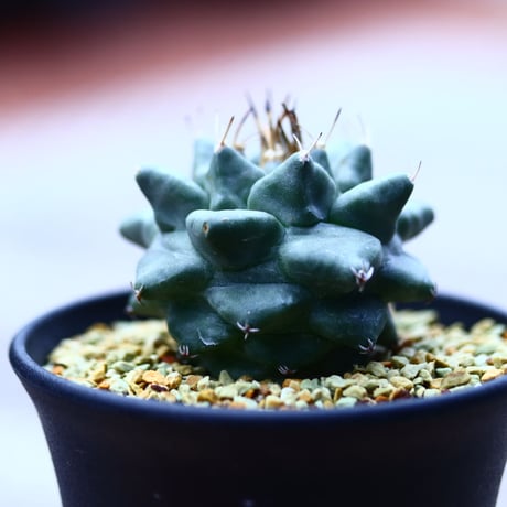 ツルビニカルプス  大疣アロンソイ   Turbinicarupus alonsoi  no120608