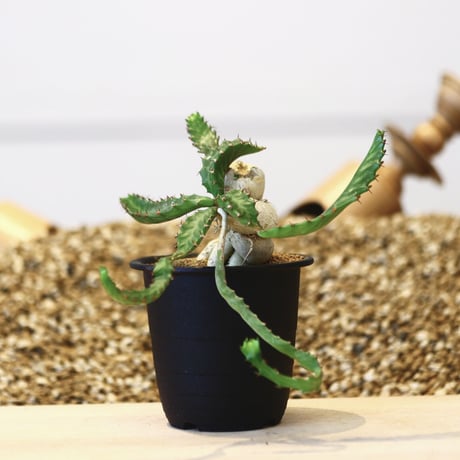 ユーフォルビア ステラータ 飛竜 / Euphorbia stellata   no.42320