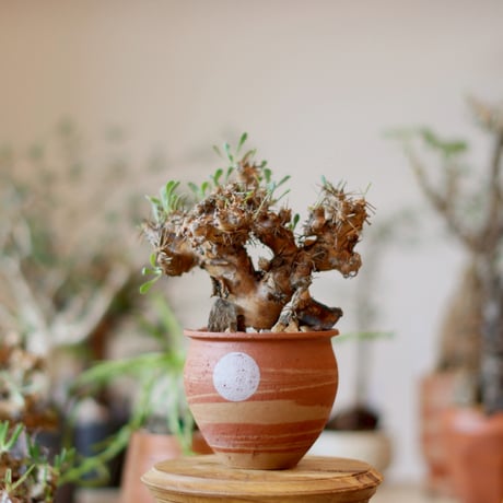 MASSES×M&M Mulch Box 芽の巣山 MASSES×M&M Mulch Box 芽の巣山 MASSES×M&M Mulch Box 芽の巣山 MASSES