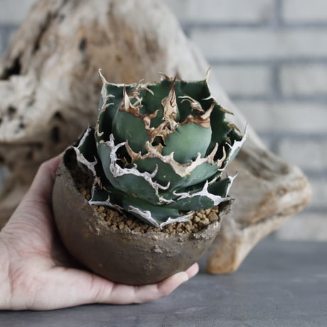 Agave titanota personal collection × takero pot (4.5号)  no.629-44