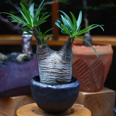 パキポディウム  グラキリス ／Pachypodium  gracilius     no.101035