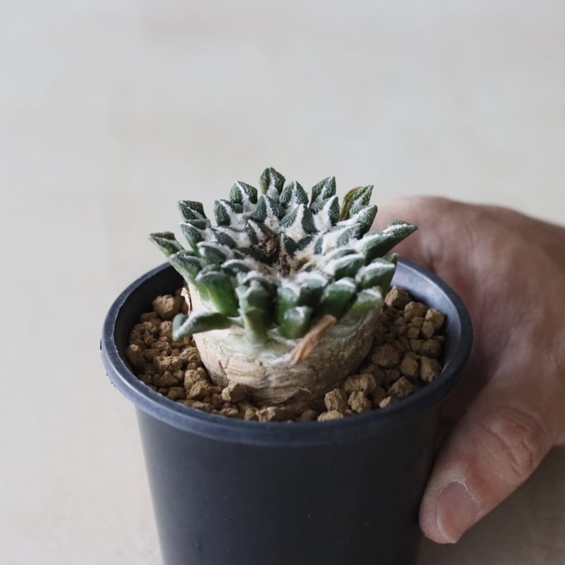 羅本製所 Robin 龜甲牡丹君 黒金Ariocarpus Monster 希少 【公式通販】