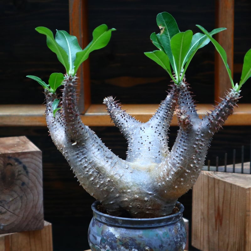 パキポディウム マカイエンセ／Pachypodium Makayense no.8