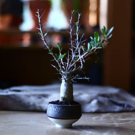 フォークイエリア  コルムナリス  観峰玉 Fouquieria columnari   no.70510