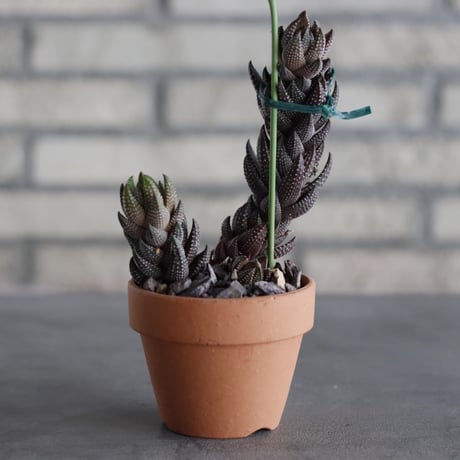 Haworthia reinwardtii var.chalwinii (九輪塔) × YAMABACHI (3号)  no.614/13