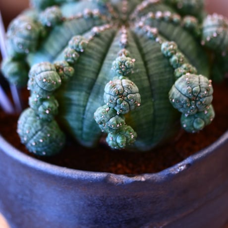 N/OH × Euphorbia symmetrica   no.111925
