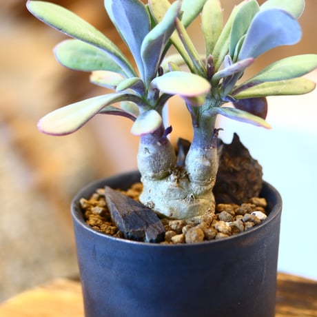 Senecio fulgens × たけろうポット  no.123146
