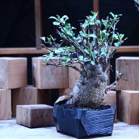 フォークイエリア  コルムナリス  (観峰玉)／Fouquieria columnari   no.112153