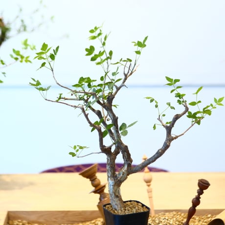 ブルセラ ファガロイデス / Bursera fagaroides   no.62520