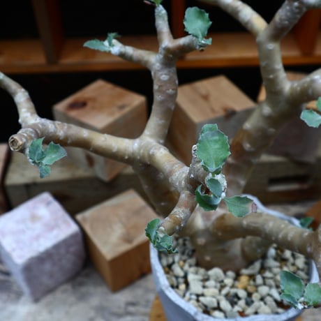 オトンナ シクロフィラ／Othonna cyclophylla      no.80855