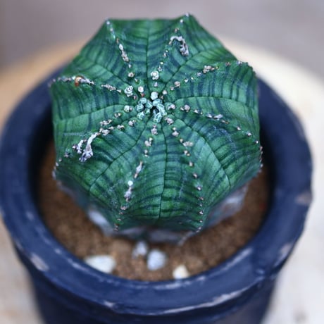 ユーフォルビア オベサ hyb. ／Euphorbia obesa  hyb.     no.41019