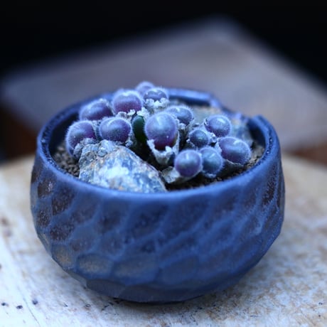 コノフィツム  ステファニー／Conophytum stephanii  no.13067