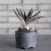 Aloe variegata × N/OH (3.5号)  no.524/18