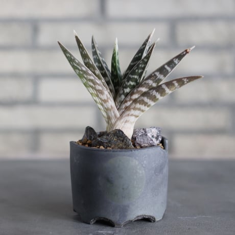 Aloe variegata × N/OH (3.5号)  no.524/18