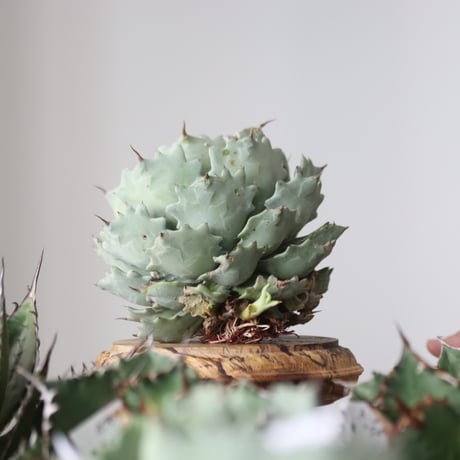 Agave Isthmensis / Style of Chika　no.42189