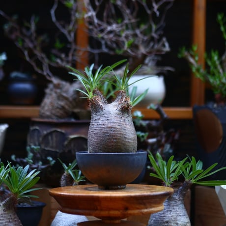 パキポディウム  グラキリス／Pachypodium  gracilius       no.92650