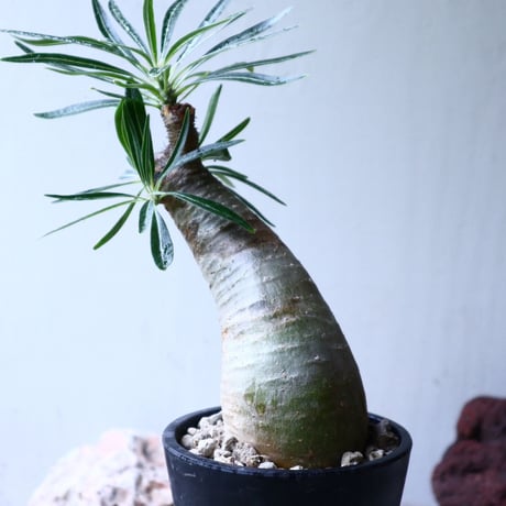 パキポディウム グラキリス   Pachypodium rosulatum var. gracilius no.102733