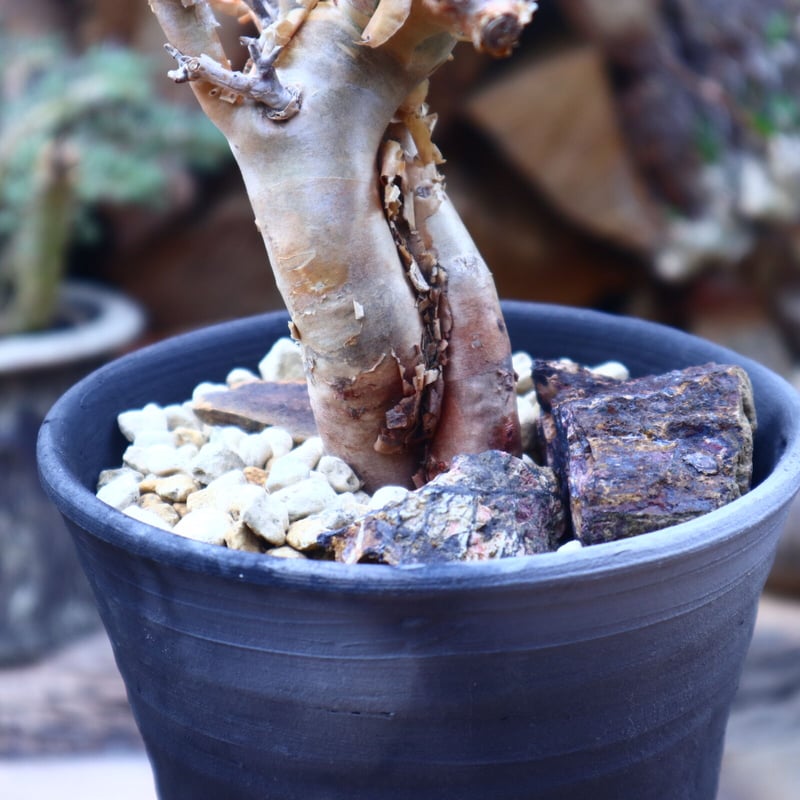 コミフォラ ワイティ Commiphora wightii 20s