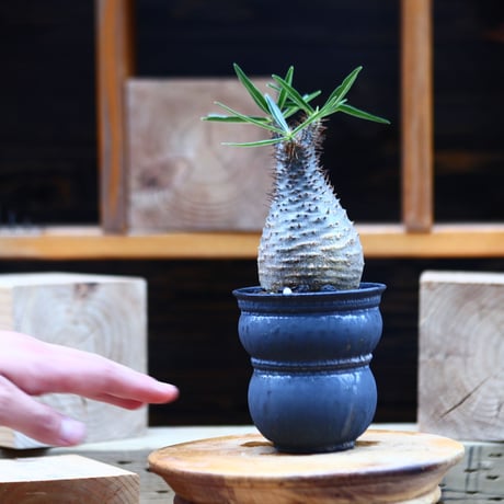 パキポディウム  グラキリス／Pachypodium  gracilius       no.82223