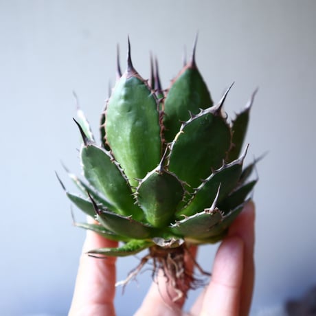 アガベ ホリダ   Agave horrida    no.111016